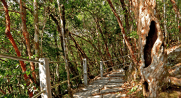 button_skytrail SkyTrail